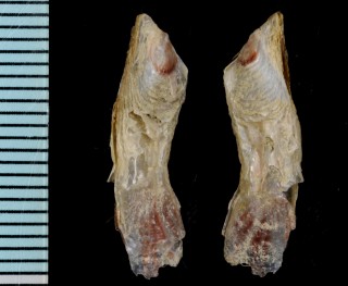 ヒリョウガイ 飛竜貝 Malleus irregularis small