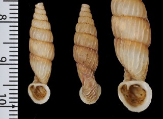 ホソイトカケワニグチギセル （仮称） Grandinenia ookuboi pulchricosta small