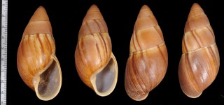 モクメホソナガマイマイ （仮称） Thaumastus ascendens small
