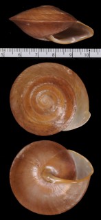 インゲンココアマイマイ Pleurodonte ingens small