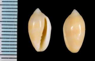 オビコゴメ Marginella olivaeformis small