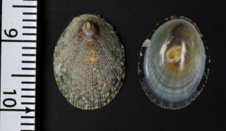 カスリアオガイ Nipponacmea radula small