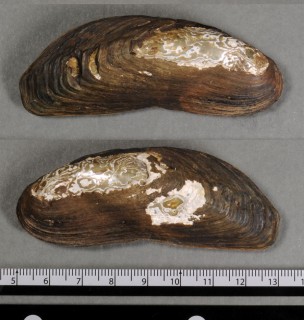 コロンビアヌマガイ （仮称） Anodontites colombiensis small