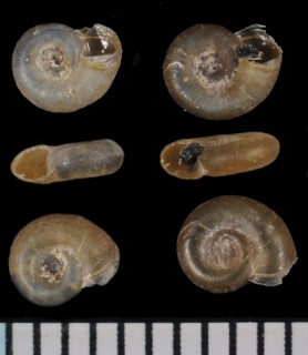 トウキョウヒラマキガイ Gyraulus tokyoensis small