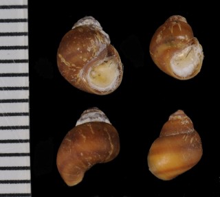 カワザンショウガイ 川山椒貝 Assiminea japonica small