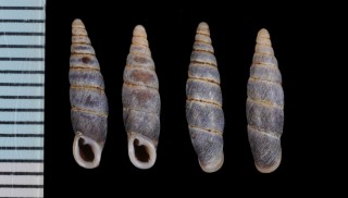 ブントクギセル 文德煙管蝸牛 Hemiphaedusa wenderi small