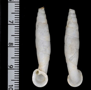 ファンハイワニグチギセル （仮称） Ptychauchenia panhai small