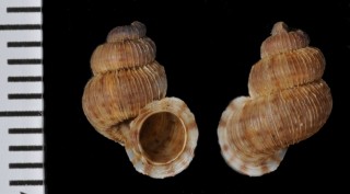 ゴナーブクチヒレ （仮称） Weinlandipoma gonavense small