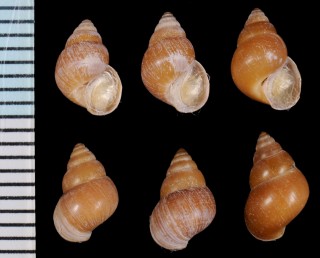 オオウスイロヘソカドガイ Paludinella tanegashimae small