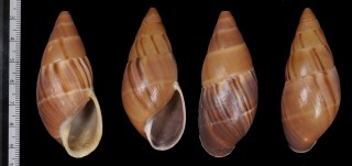ネーリングナガマイマイ （仮称） Thaumastus nehringi small