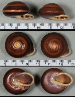モリノココアマイマイ （仮称） Pleurodonte sloaneana small