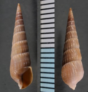 コゲチャタケ Pristiterebra tsuboiana small