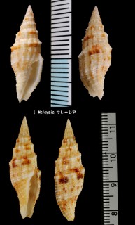 ベニフユウレイツクシ Vexillum mirabile angulosa small
