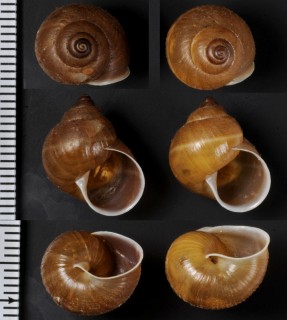 ケハダビロウドトウガタマイマイ (仮称) Rhinus velutinohispidus small