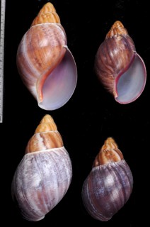 ウスクチベニアフリカマイマイ Archachatina ventricosa small