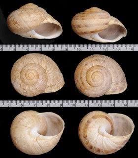 アロネギリシャカサマイマイ (仮称) Iberus gualtieranus alonensis small