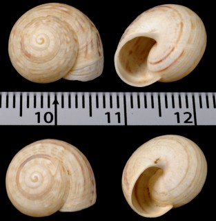 ランサローテコマイマイ (仮称) Theba impugnata small