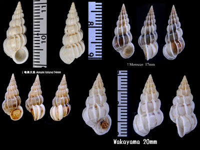 ネジガイ Gyroscala lamellosa small
