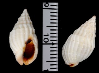 トクサバイの仲間 フィリピン Phos blainvillei small