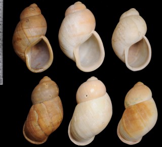 エンバートンマボロシマイマイ　(仮称) Embertoniphanta socii small
