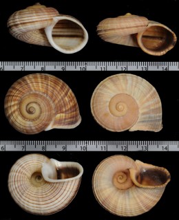 ホソスジマルヤマタマキビ Tropidophora moulinsii small