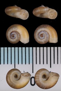 スインホウアツブタガイ Platyrhaphe swinhoei small
