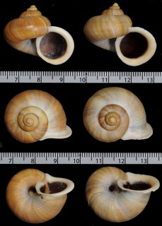 チャイロヒロクチヤマタマキビ (仮称) Tropidophora tricarinata chenui small