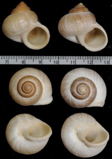 コウシアラビアタマキビ (仮称) Revoilia guillainopsis small