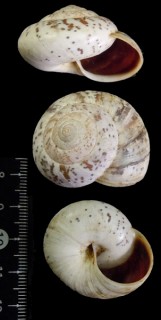 マーブルベッコウマイマイ (仮称) Kalidos chastelli small