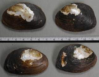 ワイマンパタゴニアヌマガイ (仮称) Anodontites patagonicus wymani small