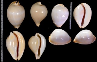 タマゴダカラ Zoila mariellae small