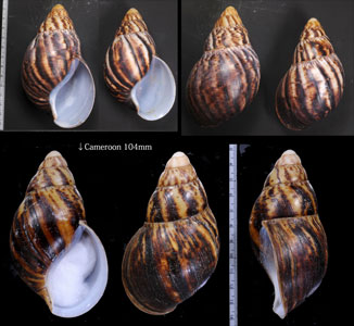 エドワードベニアフリカマイマイ (仮称) Archachatina marginata eduardi small