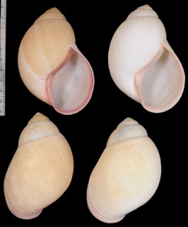アーノルドクチムラサキマイマイ Burtoa nilotica arnoldi small