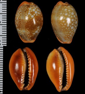 ドファンミカンダカラ Erosaria citrina dauphinensis small