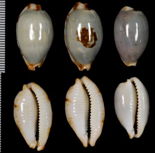 クラビコラスソヨツメダカラ (仮称) Bistolida stolida clavicola small