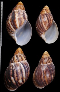ベニアフリカマイマイ Archachatina marginata marginata small