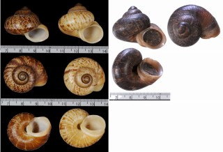 カタヒメヤマタニシ Cyclophorus validus small