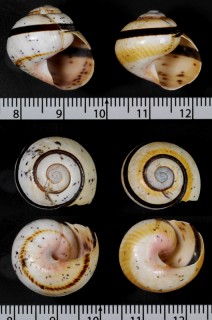 オマツリコダママイマイ (仮称) Polymita muscarum festiva small