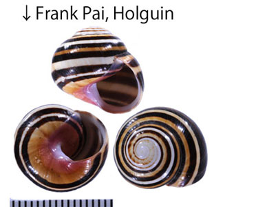 ハナヤカコダママイマイ (仮称) Polymita muscarum splendida small