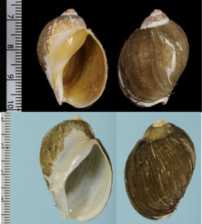 ヒメモスソガイ Volutharpa ampullacea ampullacea small