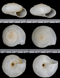 レギウスタイヤマイマイ (仮称) Rectartemon regius small
