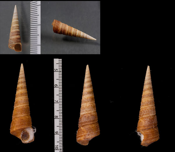 ニュージーランドキリガイダマシ Zeacolpus vittatus small