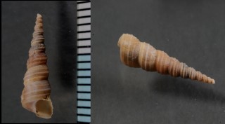 イロアセキリガイダマシ Turritella decipiens small