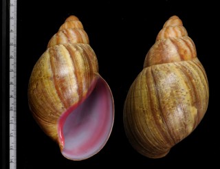 クチベニアフリカマイマイ Archachatina degneri small