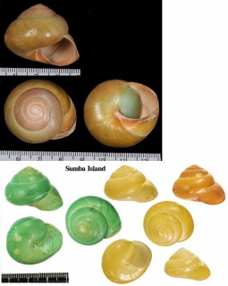 ビマメダママイマイ Asperitas bimaensis bimaensis small