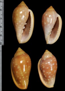 ユキフリヘリトリ Marginella sebastiani small