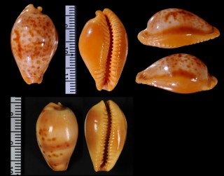 スリナムダカラ Propustularia surinamensis surinamensis small