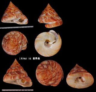 ワタナベオキナエビス Mikadotrochus hirasei watanabei small