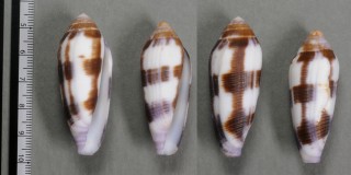 スミレイモ Conus violaceus small