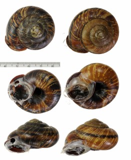 トバマイマイ Euhadra decorata tobai small